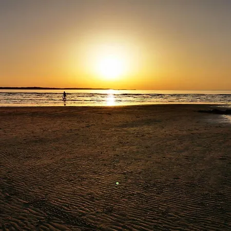 Tulipan - Visitopl *