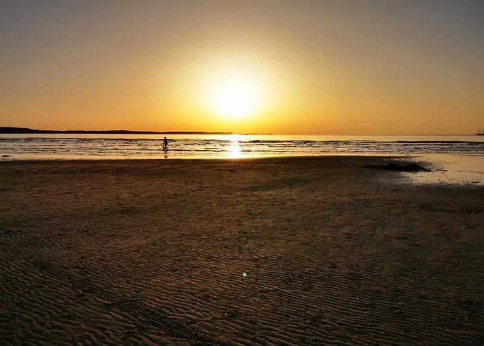 Tulipan - Visitopl *